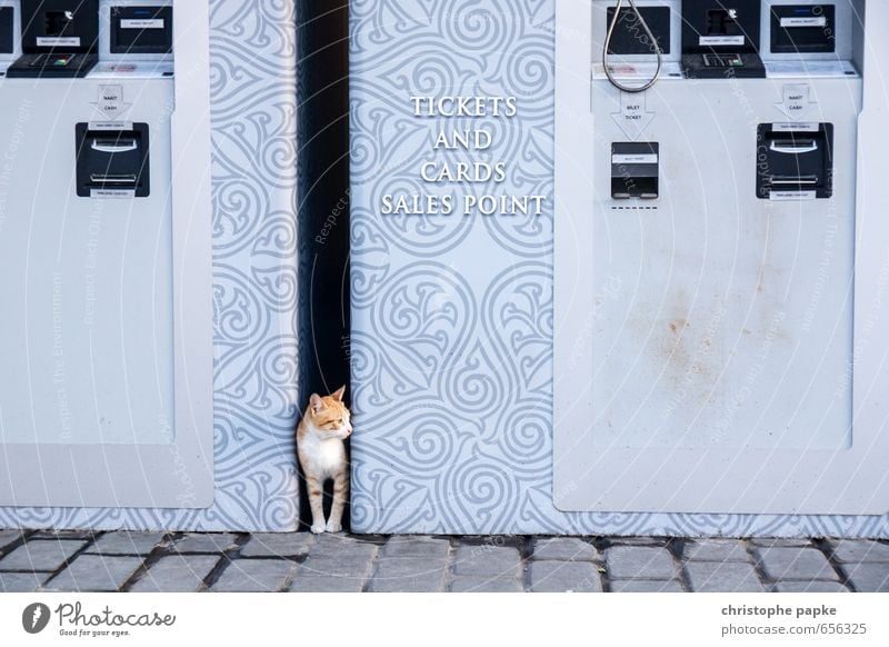 Anybody else want a ticket? Istanbul Town Animal Pet Cat 1 Observe Looking Curiosity Cute Wild ticket vending machine Vending machine Hide Colour photo