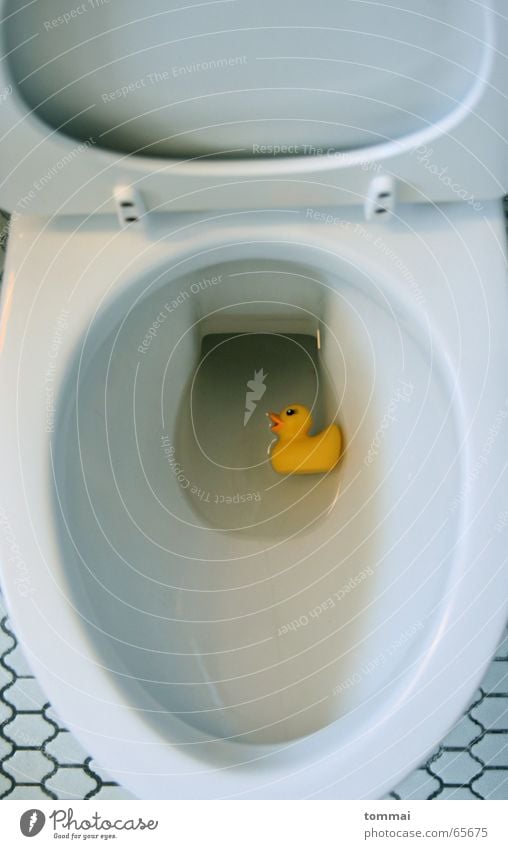 WC Duck II Yellow Duckling White Beak Eyebrow Toilet Water Blue Eyes Float in the water Swimming & Bathing