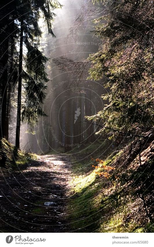 dark forest after rain showers Forest Light Sunbeam Tree Hiking Lanes & trails