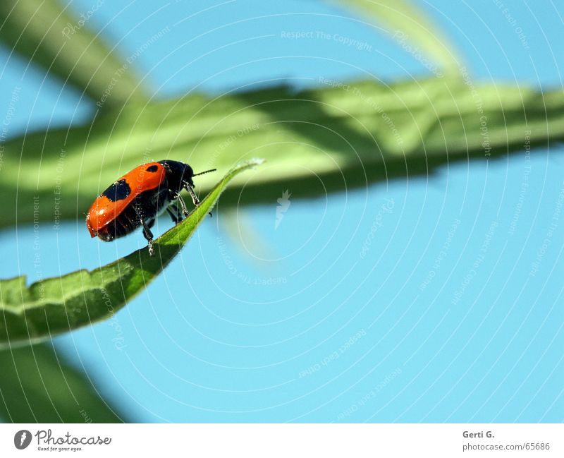lucky beetle Green Fresh Happiness Leaf green Ladybird Spotted Blur Insect Sky blue Profile Side Feeler Happy Blue Brash Free Wing Shadow background blur