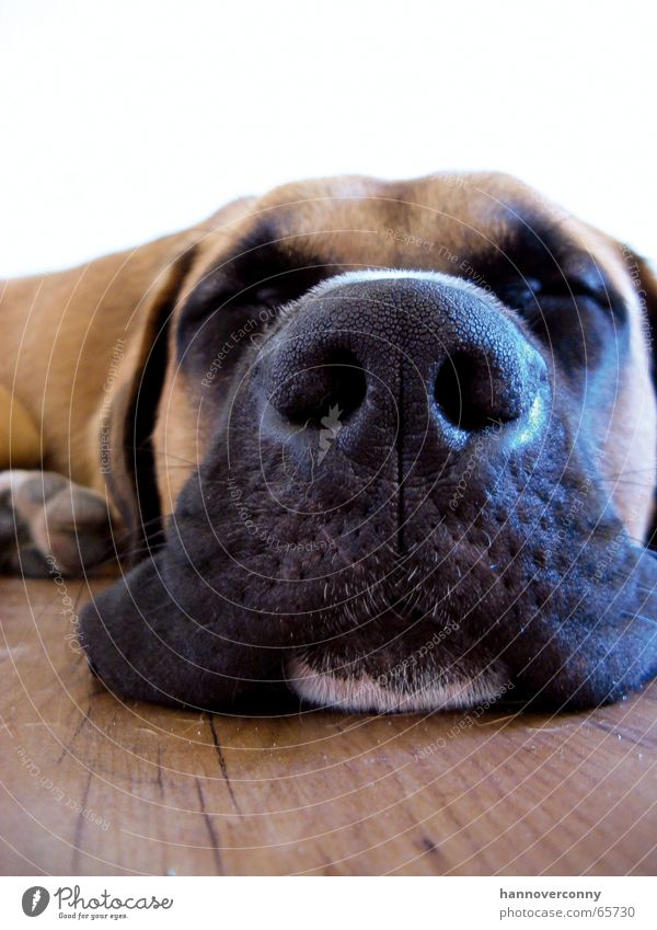 Relax, don't do it... Dog Sleep Fatigue Snout Calm Relaxation Dog's snout Mammal Boredom Peace Amazed oscar