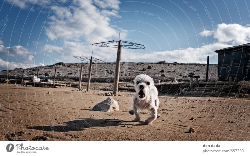 Tiny Fluffy Aggressive Sand Sky Beach Pet Dog 1 Animal Running Aggression Exceptional Funny Cute Speed Crazy Wild Self-confident Brave Anger Aggravation Grouchy