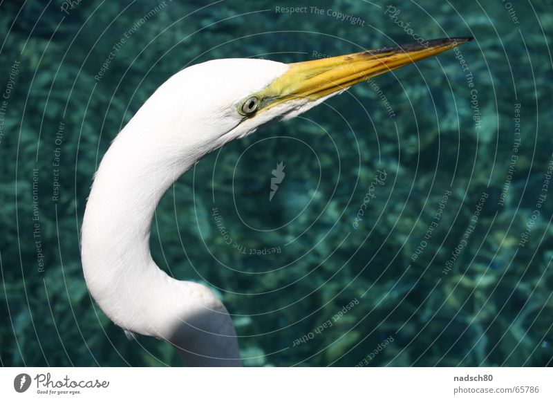 bird Bird Zoo Ocean White Beak Loneliness Clarity Water Near Arch