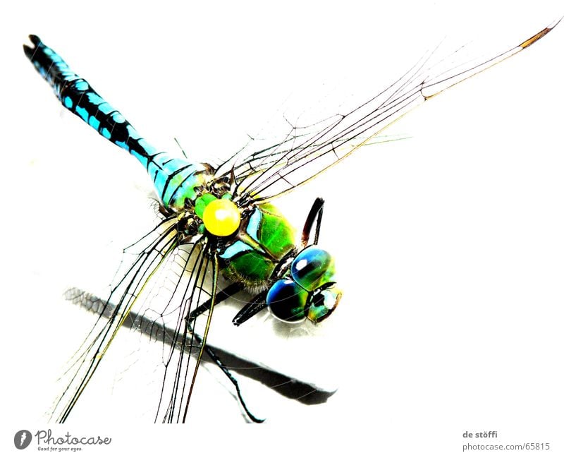 the queen dragonfly. Dragonfly Emperor dragonfly Animal Insect Biology Multicoloured Brilliant Colour Contrast Death Wing big eyes pinned collector's item