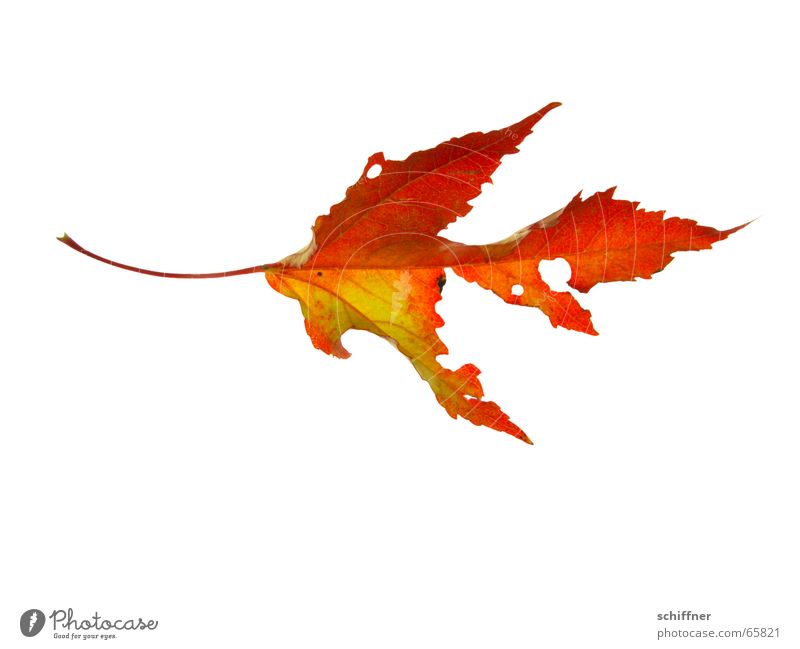 Autumn foliage I Multicoloured Isolated Image Leaf Broken Yellow Red Indian Summer Consumed Row Autumnal Hollow Bright Colours Stalk Autumn leaves Illuminate
