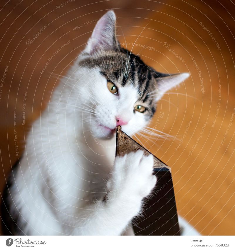 odour Animal Pet Cat 1 Discover Looking Curiosity Odor Discern Colour photo Interior shot Close-up Day