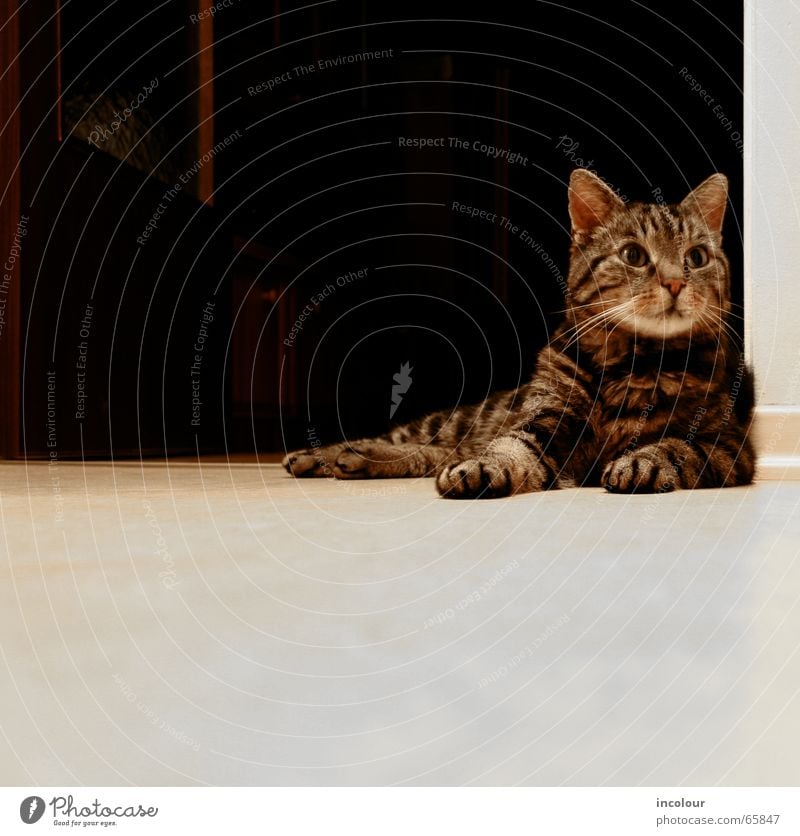 chillout Cat Domestic cat Brown Kitten Comfortable Paw Purr Tabby cat Animal Looking Lie Watchfulness Copy Space bottom Copy Space left Calm Serene