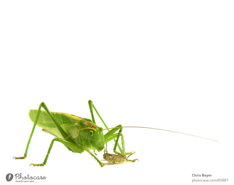 Gotcha! Great green bushcricket Locust Dryland grasshopper Insect Isopod Pill bug prey Hunting