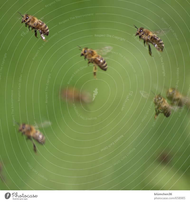 Flying is beautiful!!! Animal Farm animal Bee Honey bee Insect Flock Work and employment Carrying Esthetic Beautiful Small Love of animals Animal sounds