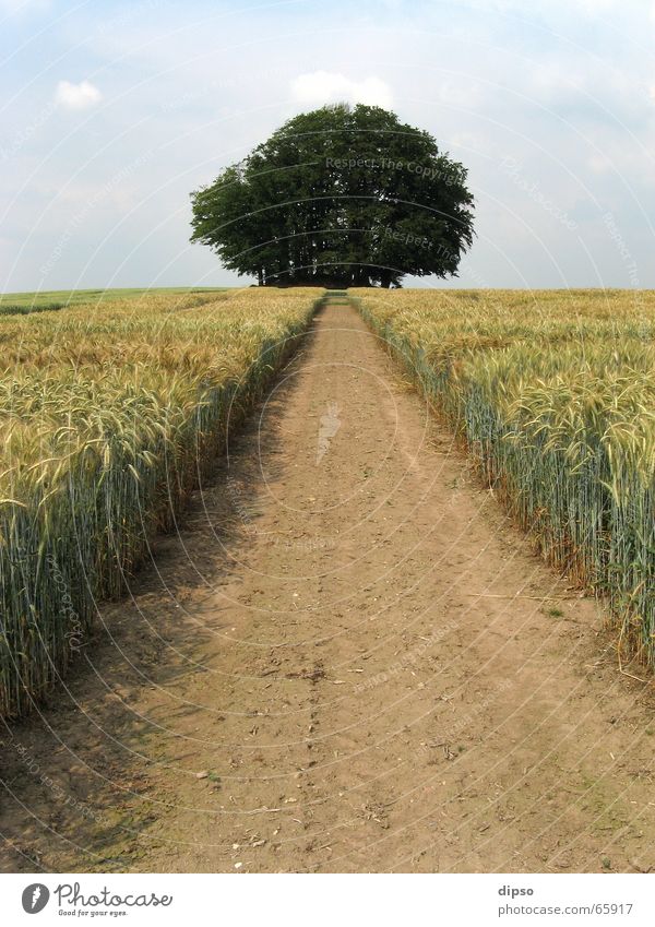 The way to the burial mound ... Tree Field Footpath Lanes & trails Cornfield Right ahead Central perspective Deserted Margin of a field Target Vanishing point