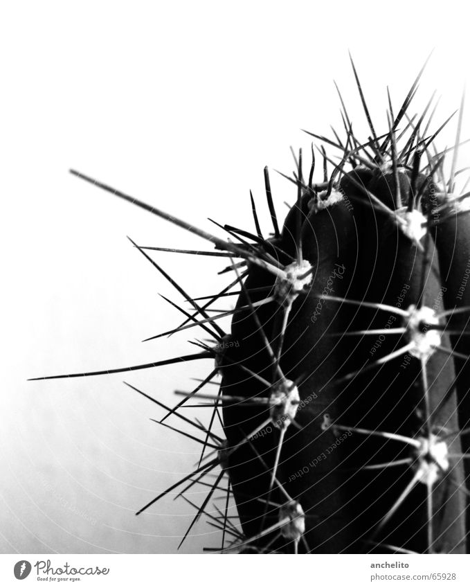 A thorn in the eye Cactus Black White Gray scale value Monochrome Macro (Extreme close-up) Black & white photo Desert greyscale Thorn barbed spike spikes barbs