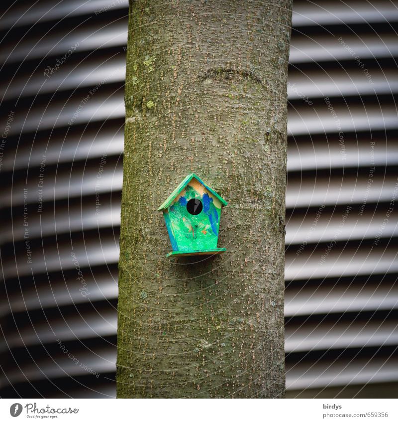 aviary Tree Tree trunk Birdhouse Nesting box Exceptional Small Funny Graphic Cute Colour photo Exterior shot Deserted Day Shallow depth of field