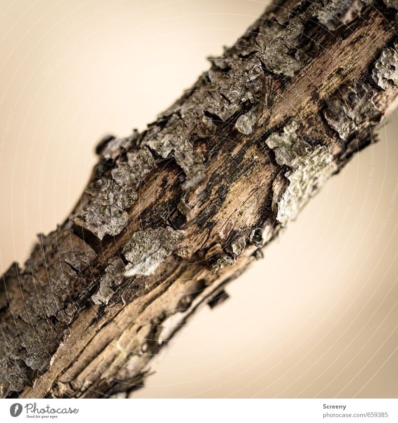 transverse position Nature Tree Wood Brown Environment Decline Transience Tree bark Weathered Branch Across Structures and shapes Colour photo Detail Deserted