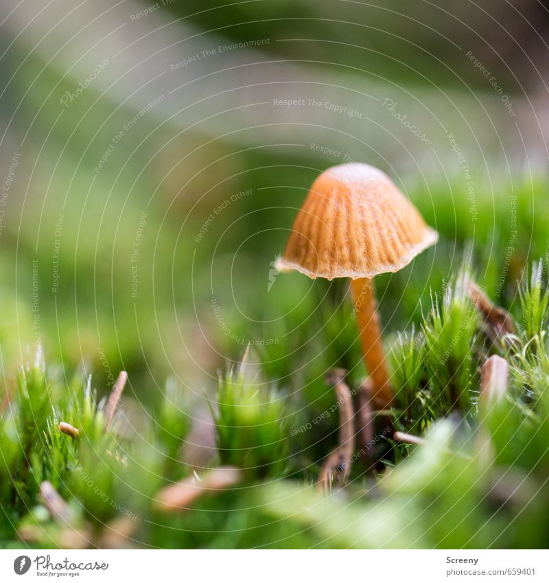early exercises... Nature Earth Spring Plant Moss Mushroom Mushroom cap Forest Growth Small Brown Green Happy Serene Patient Calm Life Delicate Colour photo