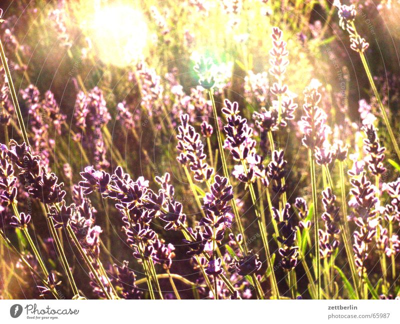 lavender Lavender Oleander Back-light Peace Jasmine Garden Sun Joy Medicinal plant