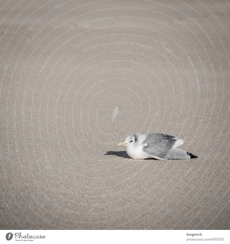 Sylt XVII Beach Animal Bird Seagull 1 Sand Sit Brown Gray White Relaxation Colour photo Subdued colour Exterior shot Deserted Copy Space left Copy Space top Day