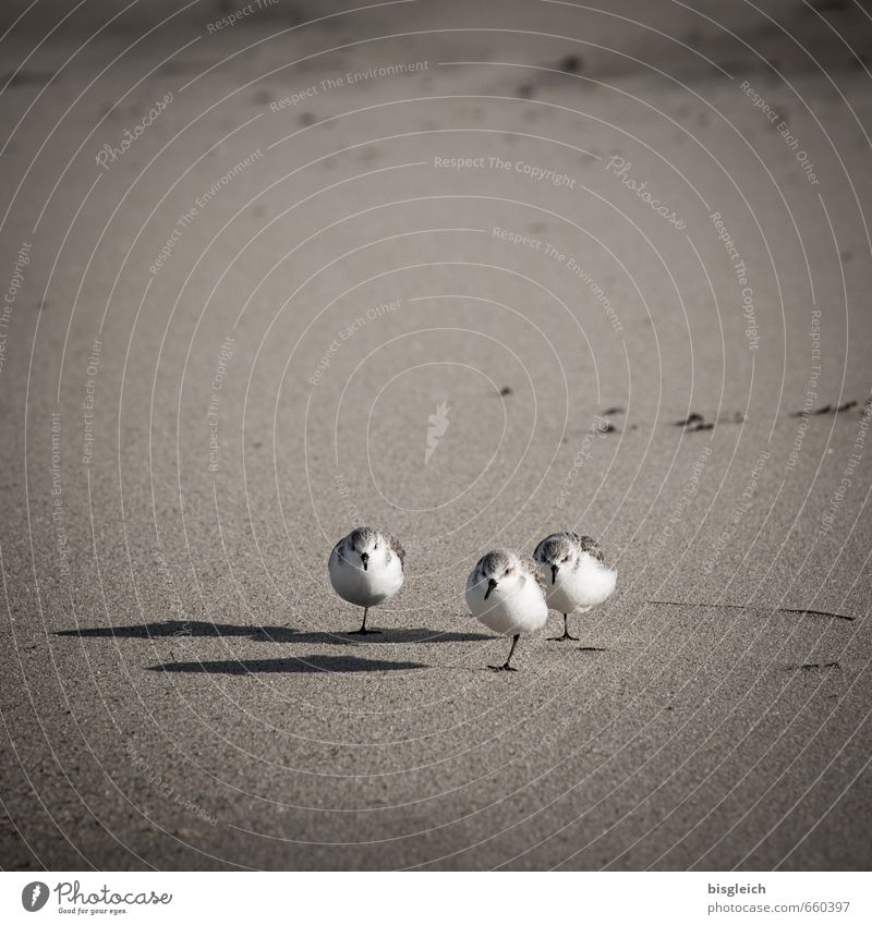 Sylt XVIII Beach North Sea Animal Bird Seagull 3 Sand Stand Small Brown Gray White Colour photo Subdued colour Exterior shot Deserted Copy Space top Day
