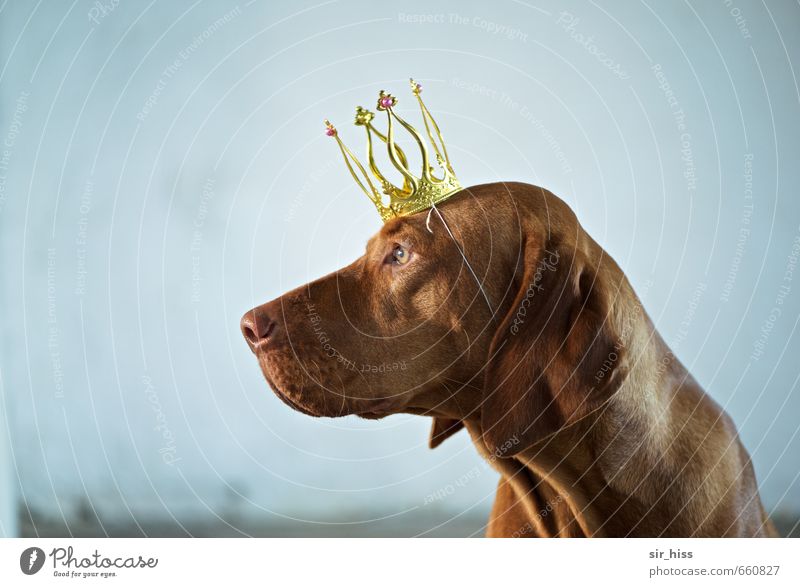 STUDIO TOUR | King Bensley Luxury Elegant Calm throne room Royal Career Success Pet Dog 1 Animal Crown Funster Observe Advice To enjoy Sit Esthetic Famousness