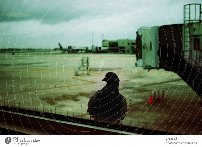 departure Pigeon Window Runway Dark Bird Miami Airport