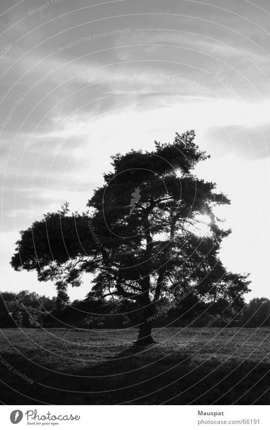 maverick Tree Heathland Clouds Outsider Loneliness Sky Black & white photo Sun hold