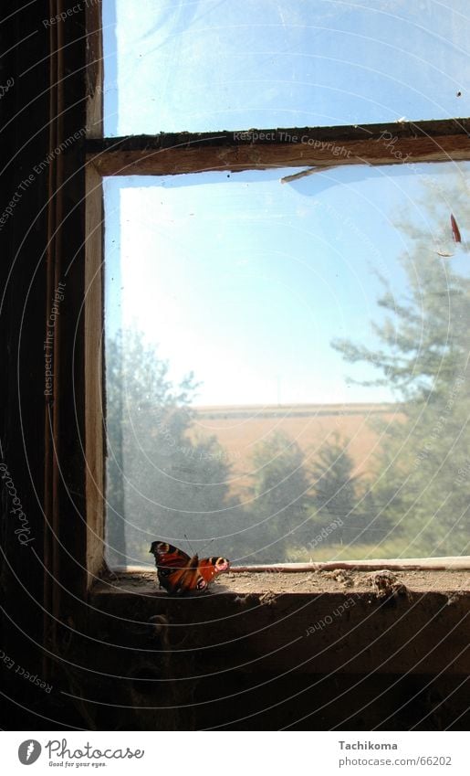 The Lone Smasher Butterfly Loneliness Window Captured Insect Grief Tree Broken Dust Sadness Old Dirty