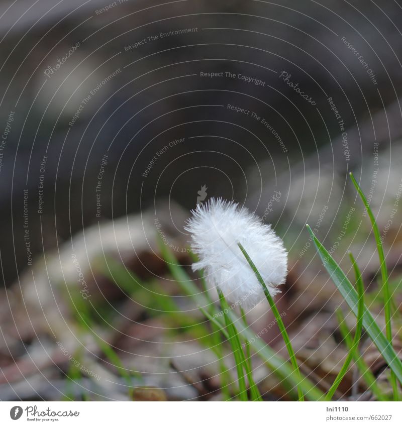small bird feather between blades of grass Nature Plant Animal Earth Spring Beautiful weather Grass Brook Feather Gray Green Black White Happiness