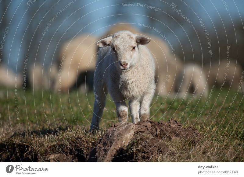 Get out of here, or I'll get my brothers. Nature Spring Beautiful weather Grass Meadow Animal Farm animal Sheep Herd To feed Stand Blue Yellow Green Timidity