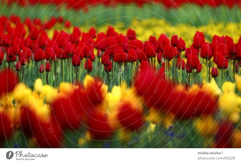 layered tulips Tulip Flower Blossom Spring Red Yellow Green Near Far-off places Blur Multicoloured Blossoming Blue