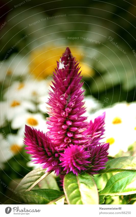 Flower in the garden Flat (apartment) Summer Garden Colour Structures and shapes Nature