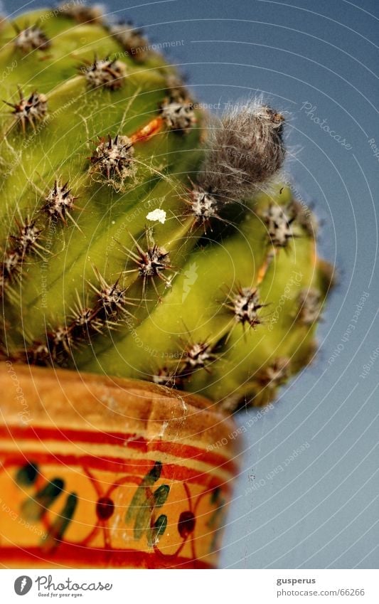 { kak*** two } Plant Pierce Botany Cactus Torun me sags not Thorn What's that? Blue reportered ___ --- : >>> <<< +++ ### ''' sting insect prick stick