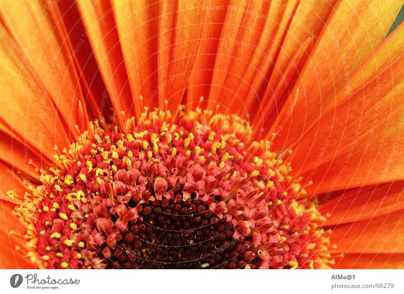 gerbera Flower Gerbera Color gradient Play of colours Interior shot gebera Macro (Extreme close-up) orange-yellow Detail Orange