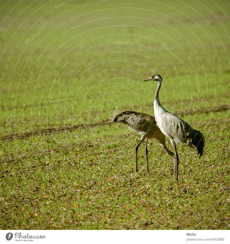 Please? Environment Nature Grass Meadow Field Animal Bird Crane 2 Pair of animals To feed Looking Stand Natural Green Peck Colour photo Exterior shot Deserted