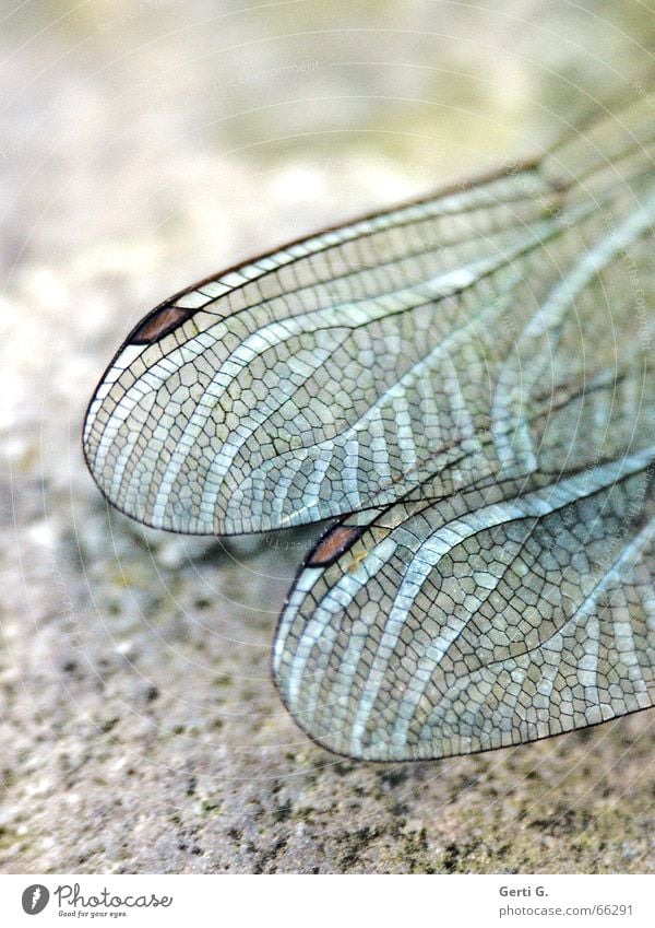 natural †ouchdown Dragonfly Delicate Fragile Strong Force Pattern Sensitive Checkered Insect Animal Vessel Dragonfly wings Wing Transparent