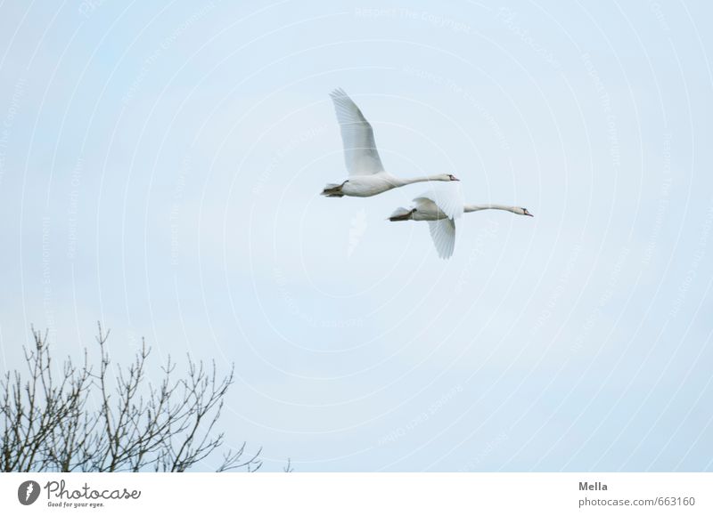 2 Environment Nature Animal Air Sky Branch Wild animal Swan Pair of animals Flying Free Together Natural Agreed Loyalty Freedom Friendship In pairs Colour photo
