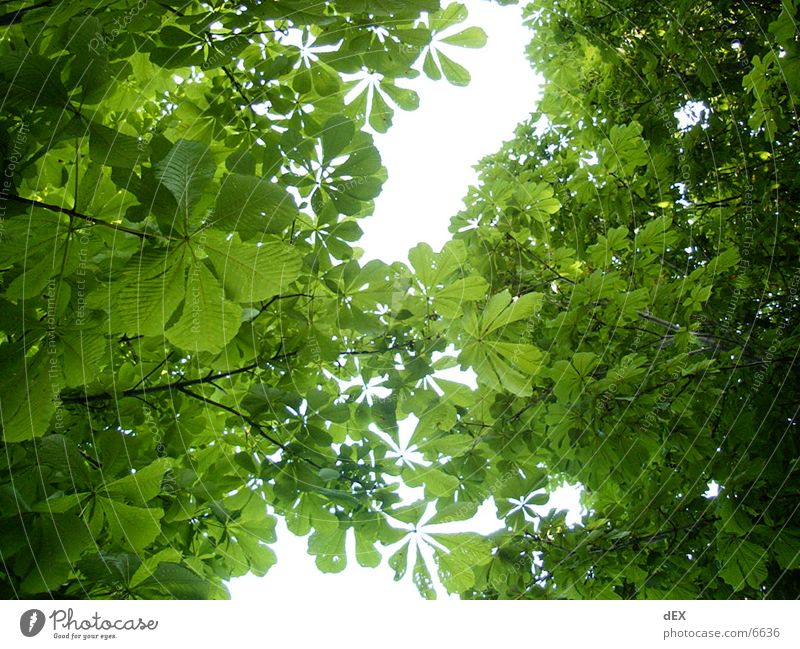 thumb through Leaf Green Tree Sky