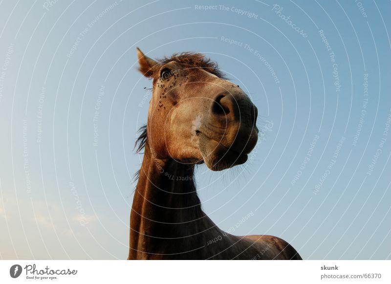 Pawpaw :D Horse Curiosity Nostrils Mane Peaceful Sky Neck Ear Nose Eyes Flying