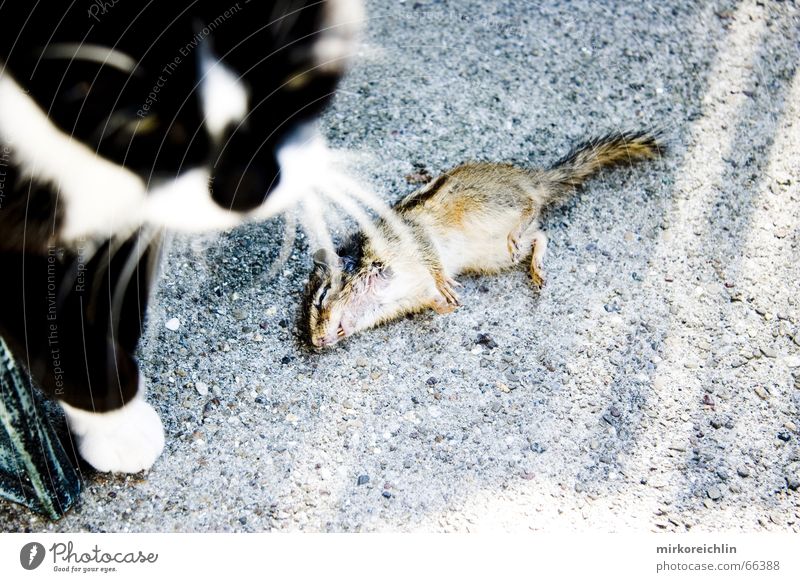 Meal 2 Cat Animal To feed Rat Stripe Attack Paw Battle Clear Blur Appetite Nutrition Mouse Death bigway Fight survival often the fittest Squirrel