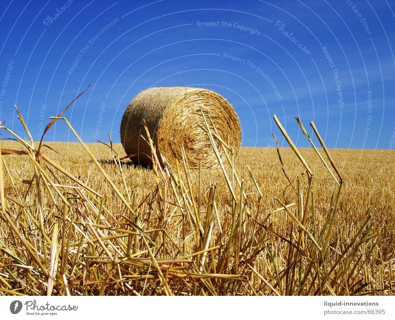 round bales Roll of straw Bale of straw Straw Field Sky Blade of grass Blue Gold