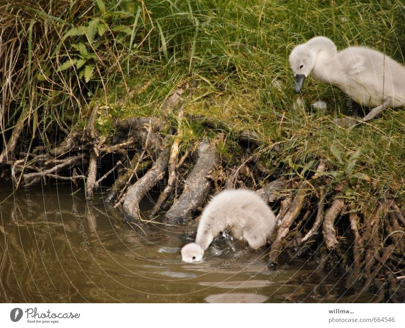 So what? Root Bushes Pond River bank Swan Baby animal young swans swan chicks 2 Animal Drinking Soft Fuzz Discover Colour photo Exterior shot