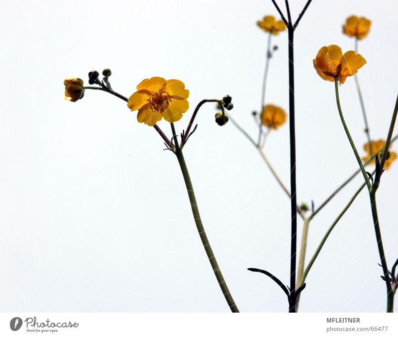 Buttercups | Buttercups Yellow Flower White buttercups Dandelion flowers Nature