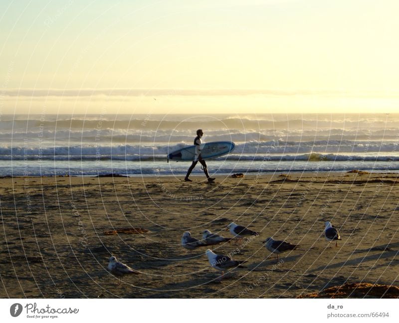 Surfer with evening mood Ocean Beach Seagull Aquatics Dusk Sunset Bird California Man Surfboard Sports