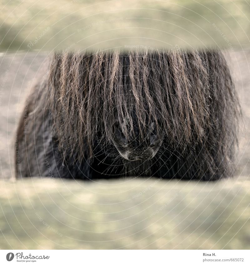 no transparency Animal Pet Horse 1 Brown Captured Fold Vista Bangs Pony Mane Nostrils Subdued colour Exterior shot Deserted Animal portrait Forward