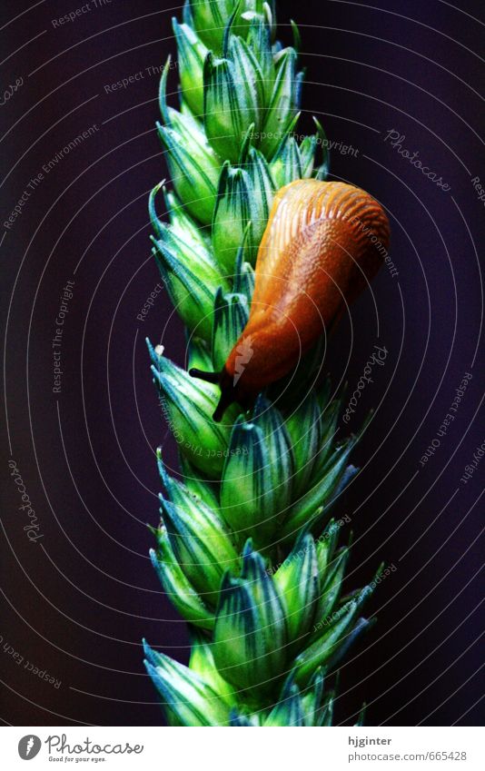 snail on an ear Nature Plant Animal Agricultural crop Snail 1 Esthetic Authentic Exceptional Near Natural Brown Green Colour photo Exterior shot Close-up Detail