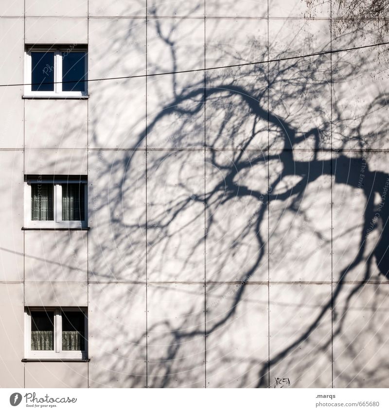 shady Living or residing Autumn Tree Branch Building Architecture Apartment house Facade Window Threat Simple Moody Esthetic Town House location Shadow