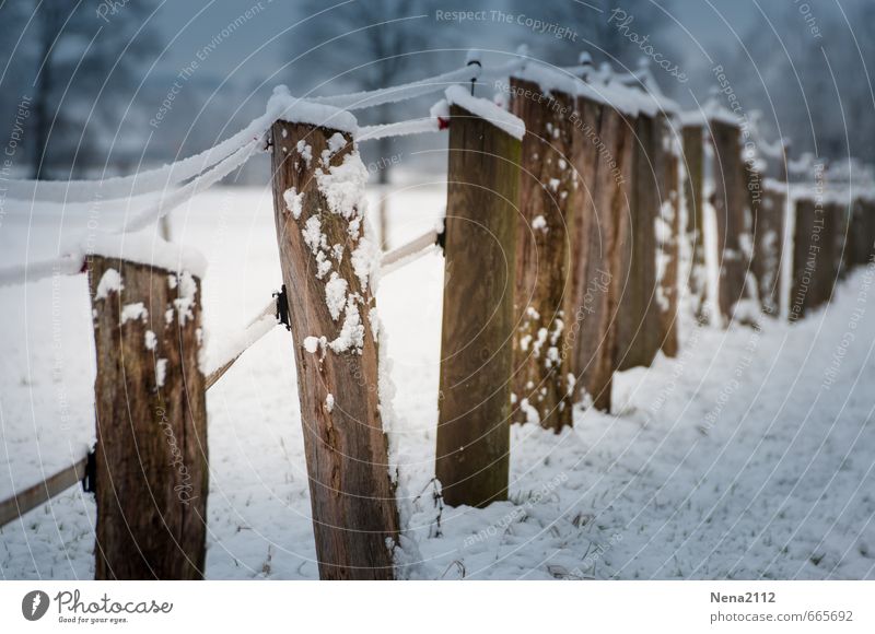 Weather | Border Nature Winter Climate Bad weather Ice Frost Snow Field Safety Protection Barrier Close Fence post Cattle Pasture Wood Cold Wet Colour photo
