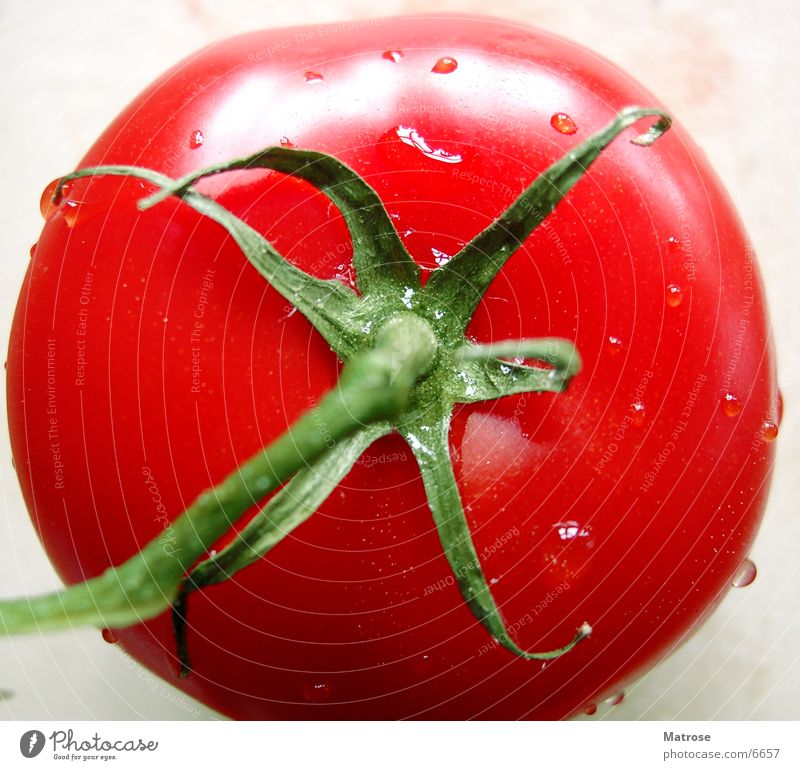tomato Red Bushes Nutrition Tomato