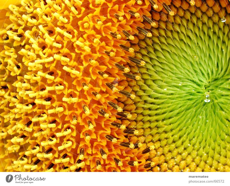 sunflower close-up Summer Sunflower Yellow Green Close-up Flower Fresh Physics Pattern Orange Macro (Extreme close-up) Warmth Beautiful weather flowery