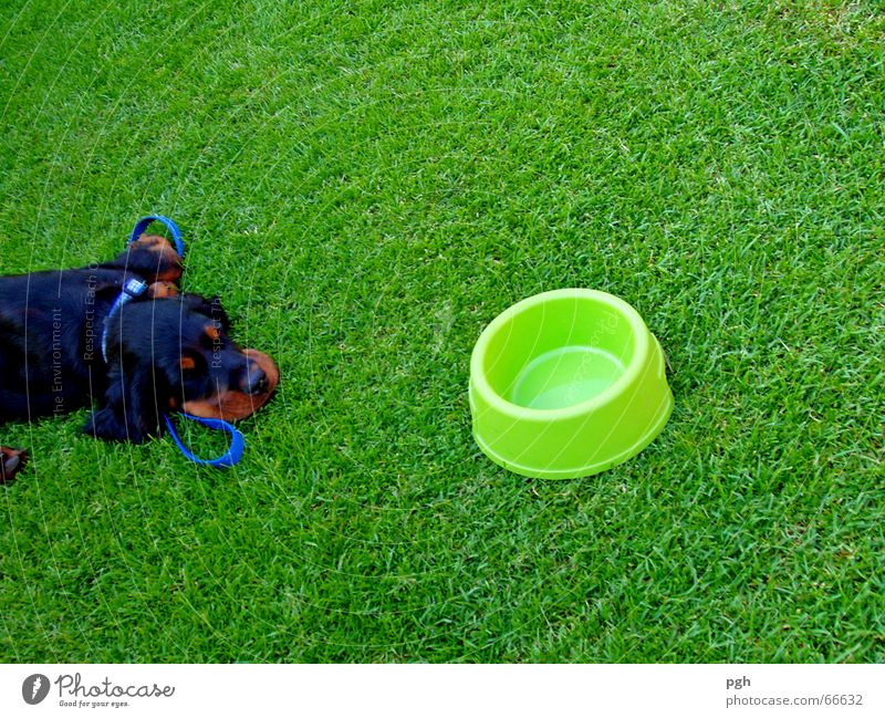 How am I supposed to find my water? Dog Black Brown Sleep Lunch hour Fatigue green meadow Thirst Exhaustion Food bowl