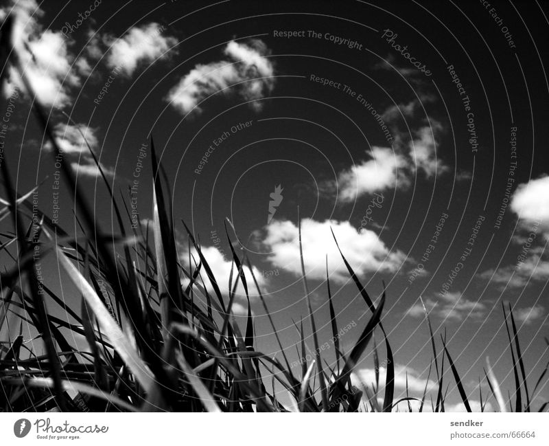 The sky over Dresden Clouds Meadow Grass Exterior shot Sky Black & white photo Freedom Far-off places