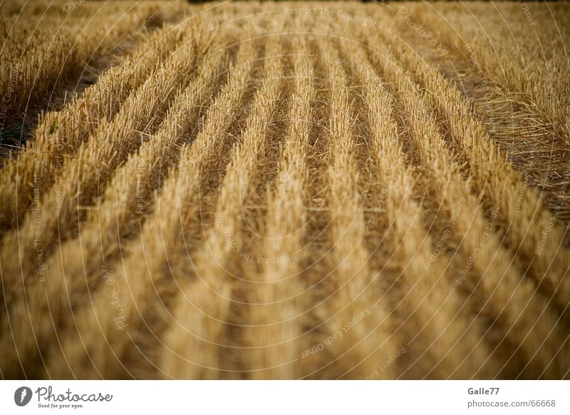 Cornfield vs. doormat Field Wheat Yellow Progress Lawn Straw Doormat Grain rogge Line Harvest Amazed dumb Stalk stepping down